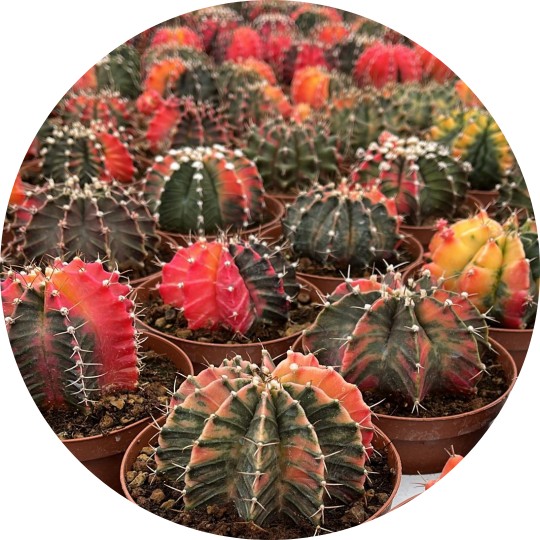 Gymnocalycium