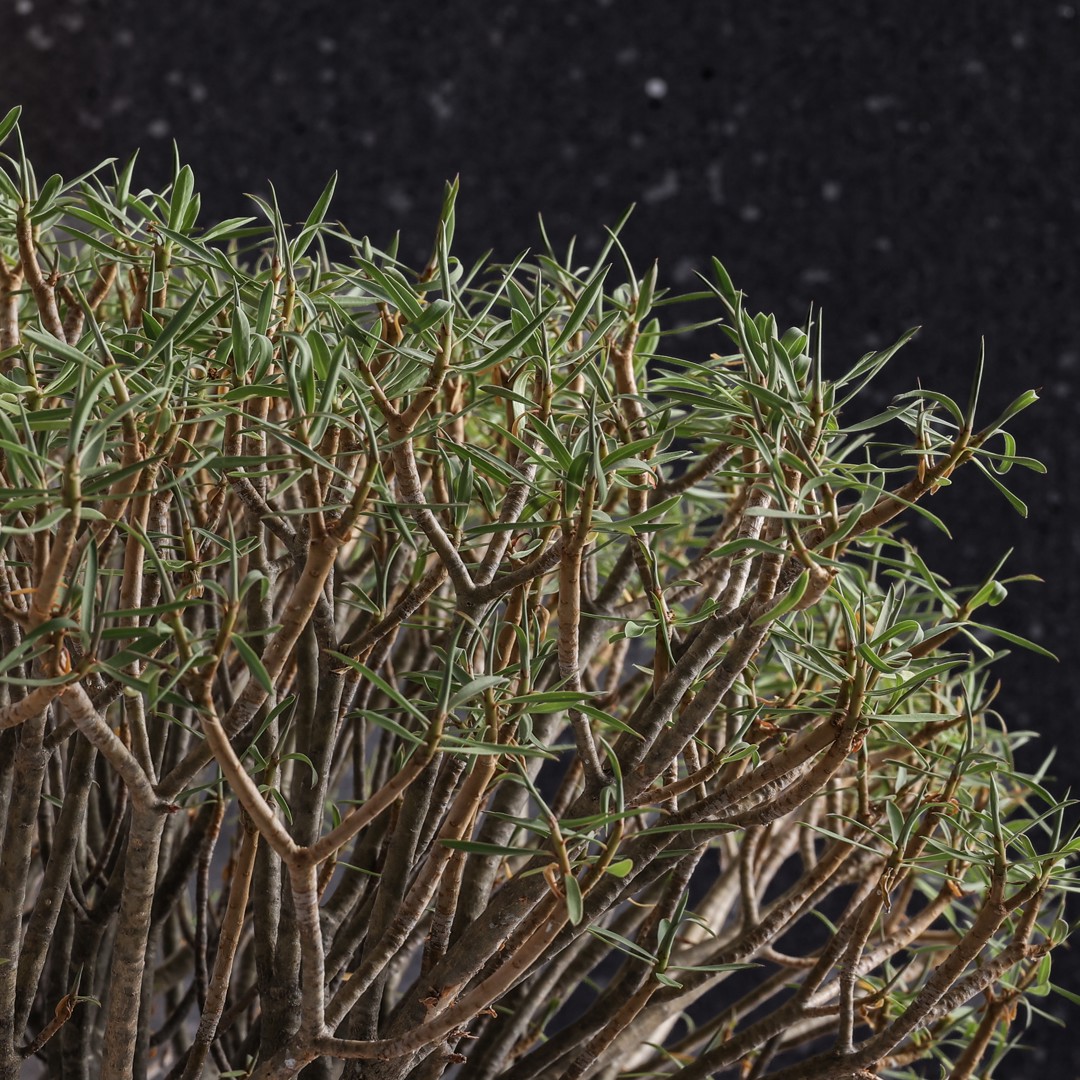 ASSORTIMENT ET PLANTES PARTICULIÈRES